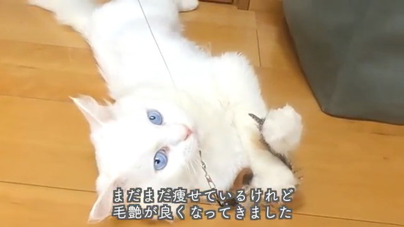 遊ぶ猫