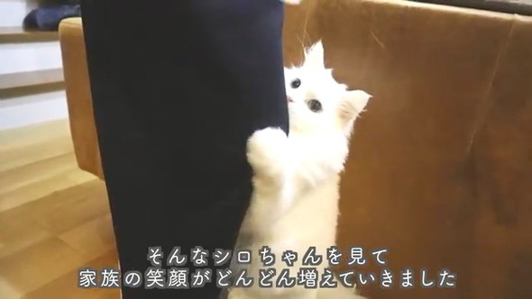 甘える猫