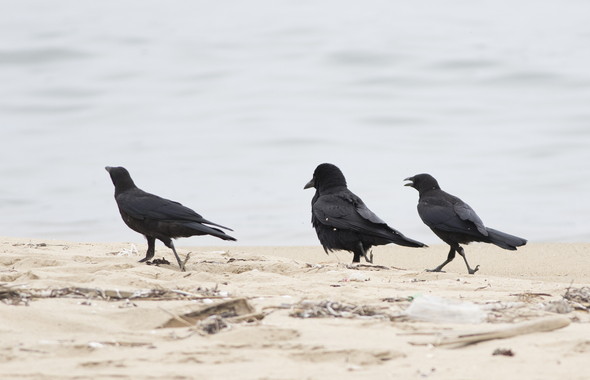 ハシボソガラスの親子