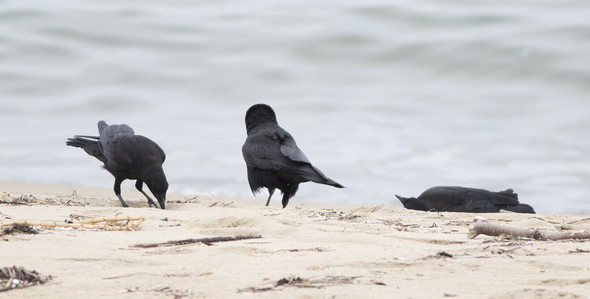 ハシボソガラスの親子