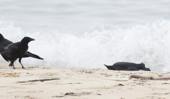 ハシボソガラスの親子