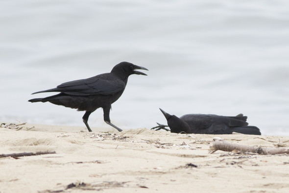 ハシボソガラスの親子