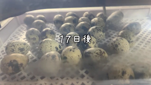 アマゾンで購入したうずらの卵を温めたら？