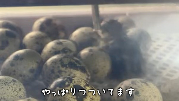 アマゾンで購入したうずらの卵を温めたら？