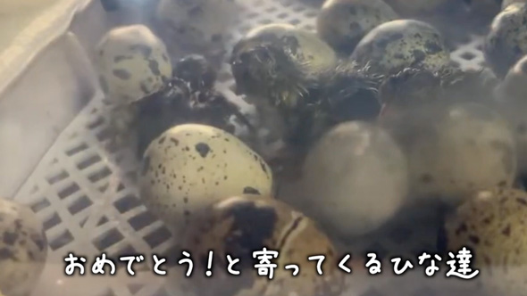 アマゾンで購入したうずらの卵を温めたら？