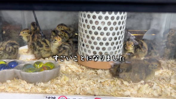 アマゾンで購入したうずらの卵を温めたら？