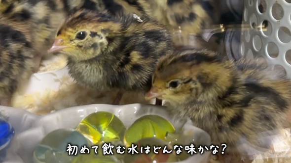 アマゾンで購入したうずらの卵を温めたら？