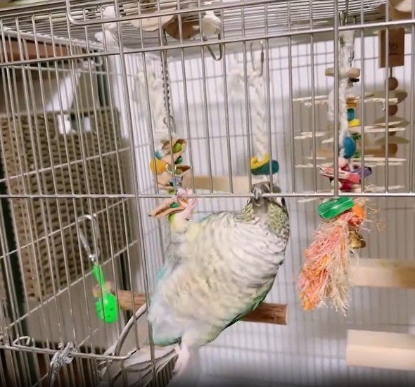 無計画なインコ