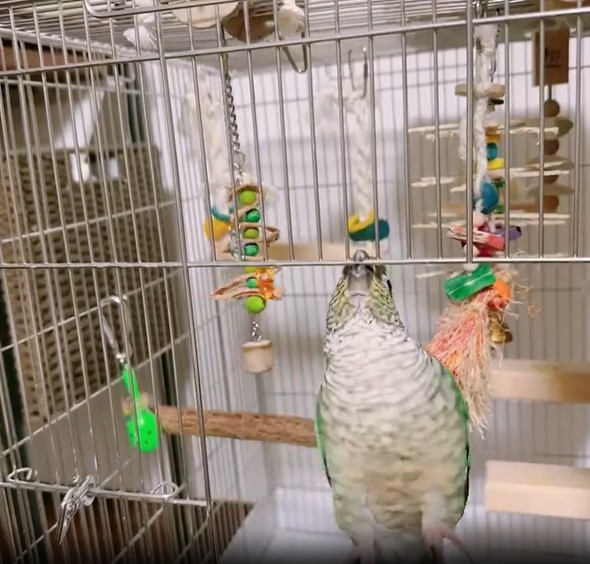 無計画なインコ