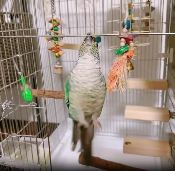 無計画なインコ