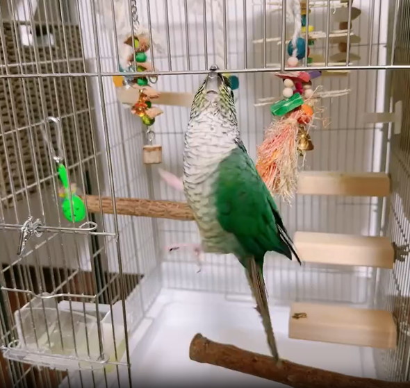 無計画なインコ