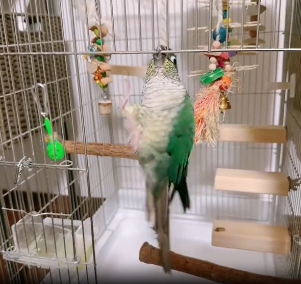 無計画なインコ