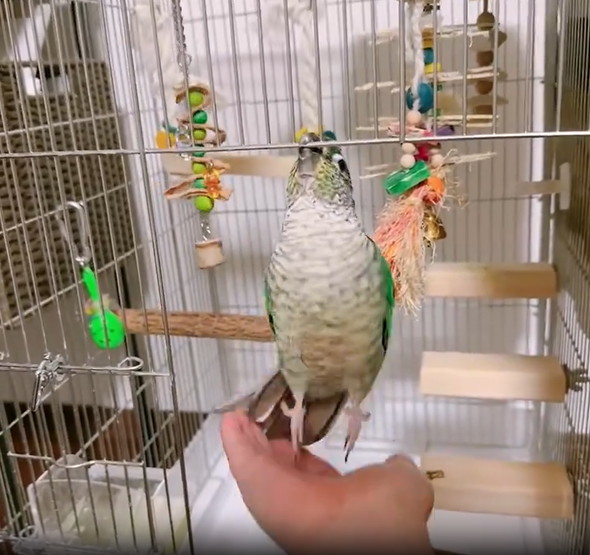 無計画なインコ