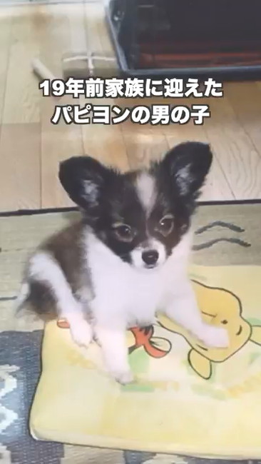 パピヨン子犬