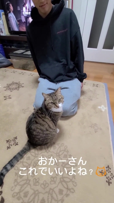 こちらを振り返るニャンコ