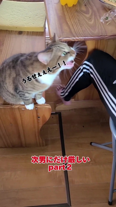 男性に向かって大声で鳴くニャンコ