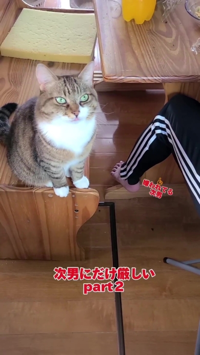 こちらを見つめるニャンコ