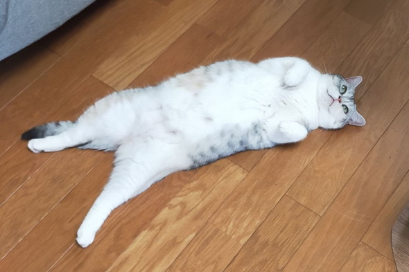 くつろいでいる猫ちゃん