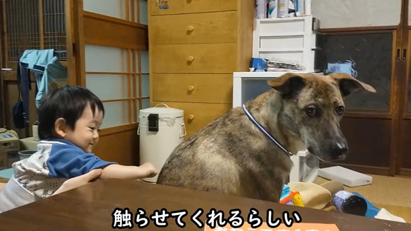 赤ちゃんにさわらせてくれるワンコ