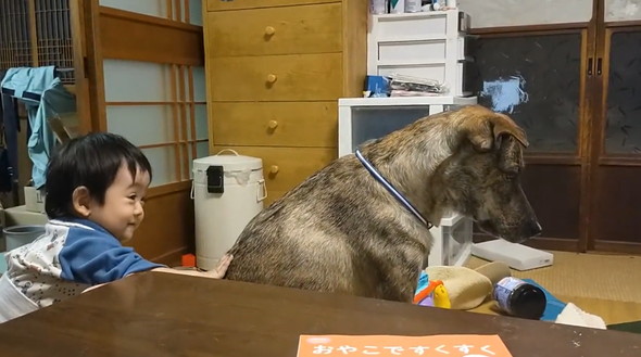 赤ちゃんにさわらせてくれるワンコ