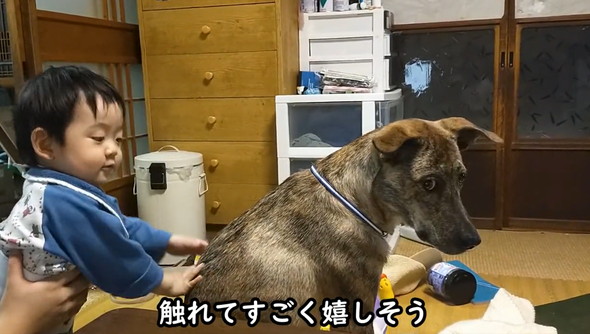 赤ちゃんにさわらせてくれるワンコ