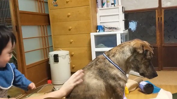 赤ちゃんにさわらせてくれるワンコ