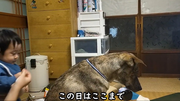 赤ちゃんにさわらせてくれるワンコ