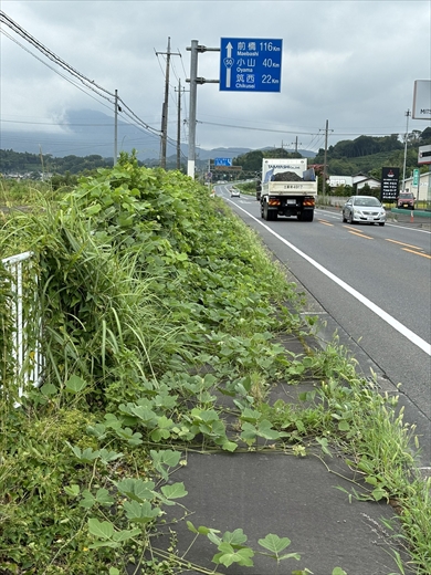歩道が草に覆われて通れない田舎あるある