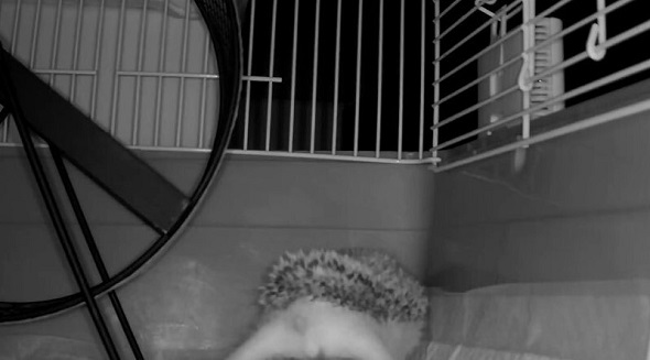 後ろ足で踏ん張ったヨツユビハリネズミ