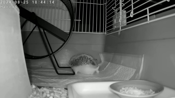 その場で横になってくつろぎ始めたヨツユビハリネズミ