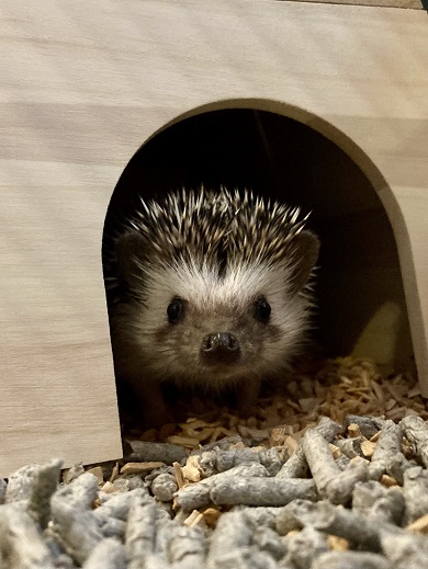 生後5カ月のヨツユビハリネズミの女の子