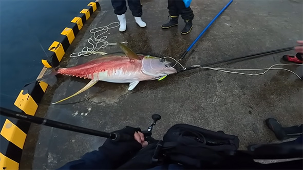 人に囲まれたキハダマグロ