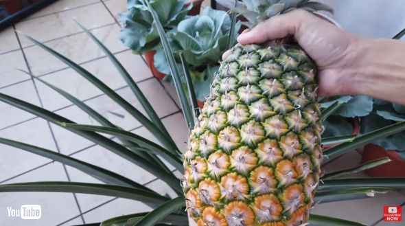 1年かけてパイナップルを再生栽培
