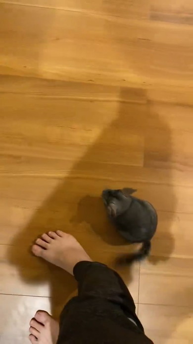 しっぽを振るチンチラ