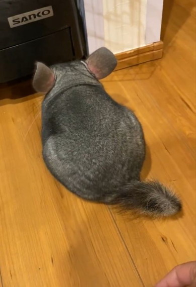 不機嫌なチンチラ