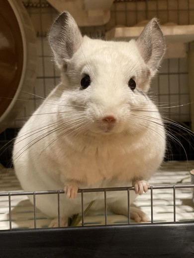 顔を出すチンチラ