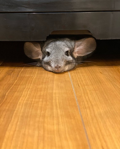 顔を出すチンチラ