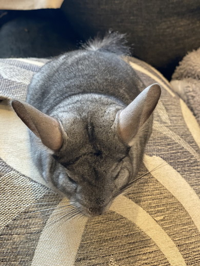 嫌がるチンチラ