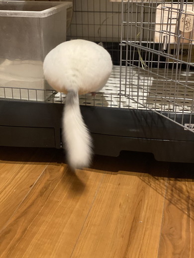 しっぽを出したチンチラ