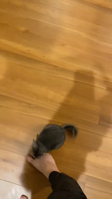 足にくっつくチンチラ