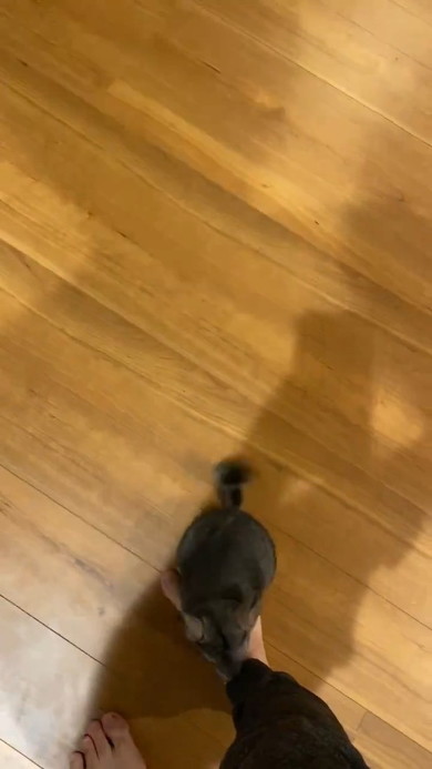 足にくっつくチンチラ