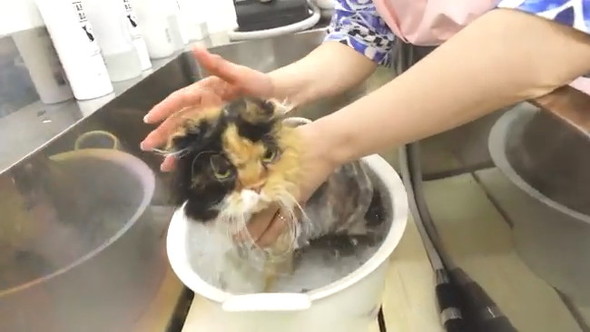 お風呂に入る猫