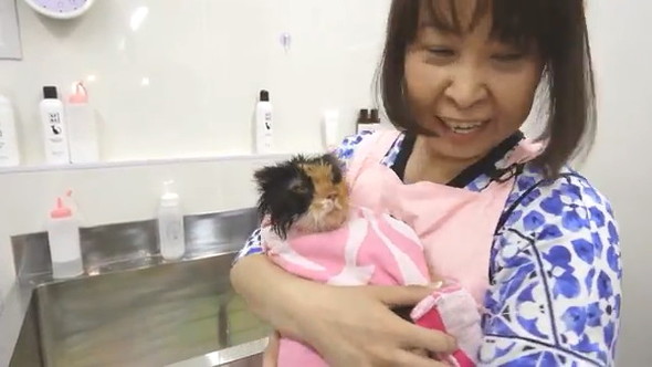 お風呂上がる猫