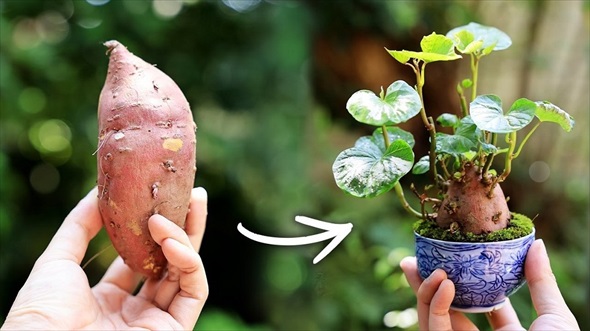 湯呑みにさつまいもを植えてみた