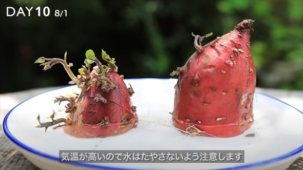 湯呑みにさつまいもを植えてみた