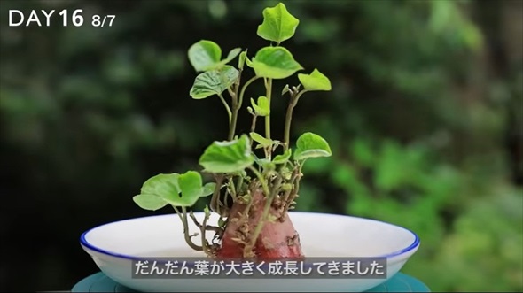 湯呑みにさつまいもを植えてみた