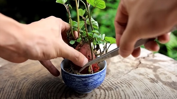 湯呑みにさつまいもを植えてみた