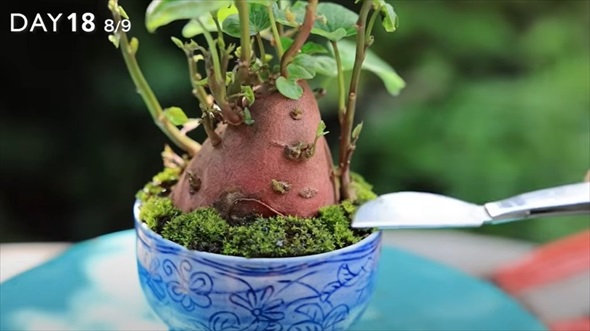 湯呑みにさつまいもを植えてみた