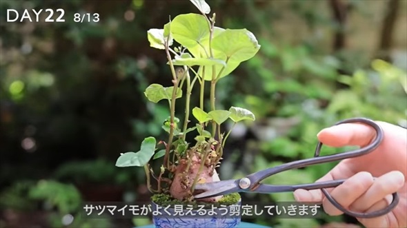 湯呑みにさつまいもを植えてみた