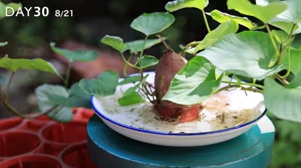 湯呑みにさつまいもを植えてみた